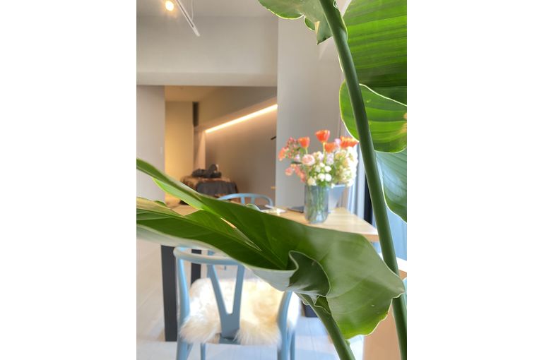 リアボーテ　シェリースキン